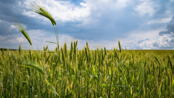 Odisha Government Launches Interest-Free Crop Loans Up to Rs 1 Lakh to Boost Agricultural Growth