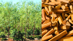 Sandalwood Farming: Trees Bringing Prosperity to Farmers with High Returns- Farming Tips & Cost