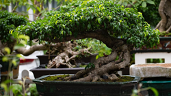 Bonsai Trees: A Guide to Cultivating this Beauty in Your Living Space