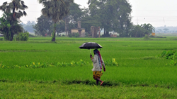 Delayed Onset of Monsoon Rains in India Raises Concerns for Agriculture