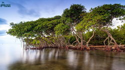 Here Are Unique Facts On Mangrove Trees