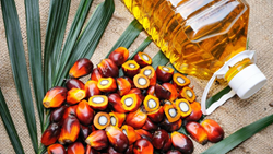 Assam Government Joins Forces with 3F Oil Palm to Boost Agricultural Development with Oil Palm Plantation in Northeast India