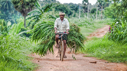 Protecting Smallholder Farmers: The Role of Agricultural Insurance in Mitigating El Niño's Impact