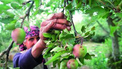 HP, J&K  Apple Demand Heightens, As Quake Hits Turkey