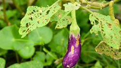 Maximize Brinjal Harvests with Effective Pest Management Strategies and Techniques