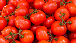 Now You Can Get Subsidized Tomatoes at Rs 70/kg at Your Doorstep Through ONDC