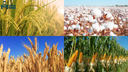 High-Yielding or Profitable Crop Varieties That Should Be Grown in India