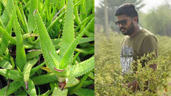 Engineer-Turned-Aloe Vera Farmer Makes Millions: The Inspiring Journey of Harish Dhandev