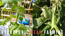 Hydroponic Bean Farming Unveiled- Easy Guide to Growing Healthy Beans