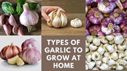 10 Types of Garlic You Can Grow at Home Easily: Farming Tips & Tricks