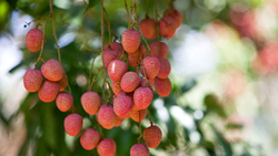 High-Density Litchi Plantation: Maximizing Yield through Efficient Spacing and Techniques