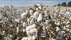 Government Introduces Insurance Scheme to Extend Aid to Cotton Farmers