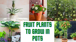 5 Best Fruit Plants You Can Grow in Pots