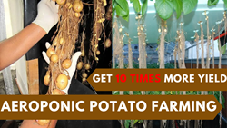 Aeroponic Potato Farming- Get 10 Times More Yield than the Conventional Method