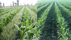 Intercropping in Agriculture- Know Benefits and Types