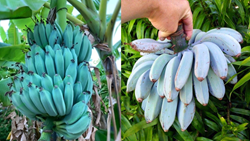 Grow Tasty 'Blue Bananas' in Your Garden By Following Some Simple Steps