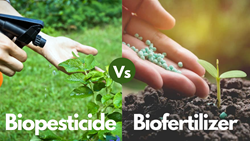 Bio-Pesticide Vs Bio Fertilizer- Big Solution for Agriculture