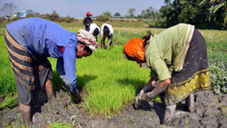 Bastar Region To Become Potential Rubber Producer Of India