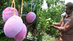 Indian Farmer Cultivates Rare Mango Variety Worth Rs 2 Lakh per kg