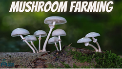 The Process and Tools For Mushroom Farming-Know All The Details