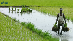 Subsistence Farming in India And Its Benefits 