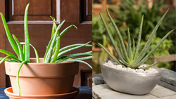  A Guide to Successful Potting and Care of Aloe Vera Plants