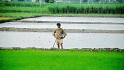 Punjab Government Transfers Rs 10,182 Crore in MSP Payments to 2.75 Lakh Farmers Across the State