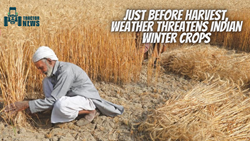 Before Harvest, The Weather Poses a Threat to Indian Winter Crops