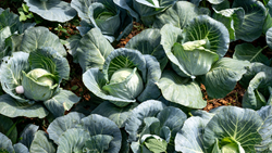 Tips to Grow Cabbage for a Bumper Harvest