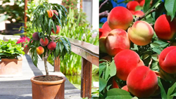 Easy Guide to Growing Peach Trees in Pots at Home