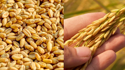 Government E-Auctions Successfully Control Prices, Surpassing Reserve Rates for Wheat and Rice