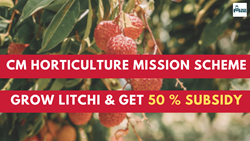 Grow Litchi and Get 50% Subsidy-Apply Now to get Maximum Benefits