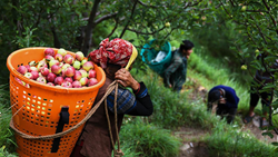 In FY24, Approx 1.5 Lakh Farmers In Himachal Practicing Natural Farming Will Get PK3Y Certification