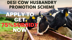 Desi Cow Husbandry Promotion Scheme: Get 75% Subsidy on Opening Dairy Farm for  Indigenous Breeds