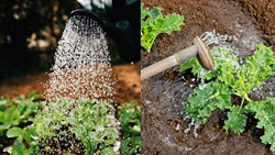 Moisture Stress Management in Vegetable Crops- Effective Strategies and Approaches