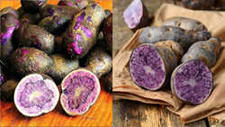 Ever Seen a Purple Potato? Here’s an Ultimate Guide to Grow Your Own- Understand with Images