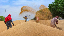 MP Farmers Protest Against Low Procurement Price of Wheat At Indore Market