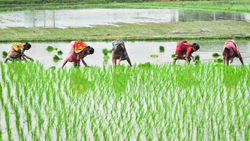 Andhra Pradesh Govt to Provide ₹109.74 Crore Financial Assistance to Tenant Farmers From Today Onwards