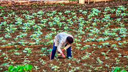 Govt Approves Massive Rs 3.70 Lakh Crore Agricultural Package, Extends Urea Subsidy Until March 2025