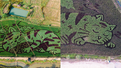 Rice Farmer Transforms Fields into 'Cat Cartoons' to Attract Tourists: Pictures Inside