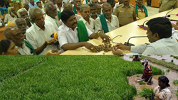  Farmers Demand ₹35,000 per Acre Compensation in Kuruvai Crop Loss