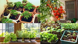 An Easy Guide Towards Kitchen Gardening, Tips for Easy-Grown Crops