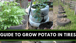 Simple Guide to Growing Potato in Tires