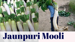 10 Unknown Facts About India's Largest Radish 'Jaunpuri Mooli' with a Height of a Human