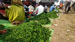 Green Chilli Soars to Rs 400 per kg, Leaves Consumers Hot and Bothered