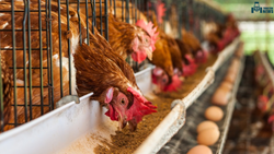 Business Insights: How to Turn Poultry Farming into a Profitable Venture