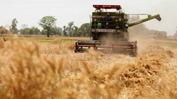 J&K: Modern Tractor Threshers Revolutionize Wheat Farming in Udhampur District