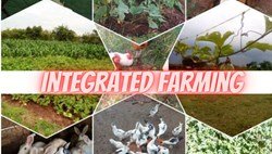 Here is Everything You Should Know About Integrated Farming in India