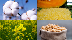 GM Crops- Know What are They and How is it Done?