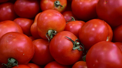 Tomato Crisis: Heavy Rains and Heatwaves Hike Up Prices, Burdening Consumers